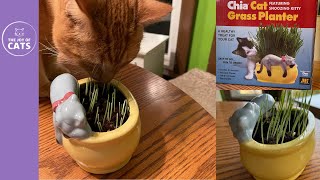 Chia Cat Grass Planter Setup and Results