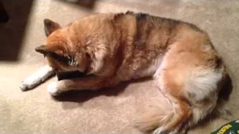Foxy Scratching 2