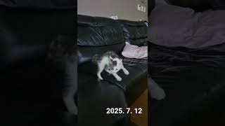 수액 맞고 온 춘복이 살아났네 #cat #아프지마 #건강하자 #귀여운아기고양이