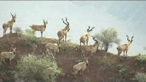 Hunting Bukharan Markhor in Tajikistan 🇹🇯 by #saiditagnob