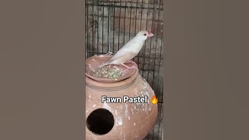 Fawn pastel Java | Expensive Finch #birdvideos #birds #finches #shorts #viral