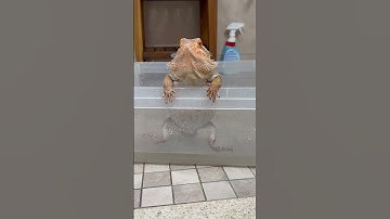 He doesn’t like to soak 😝 #beardeddragon #petlizard #reptile #shorts #funny #jumping #out  #lizard