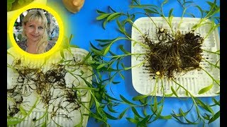 🌱ЛИЛИИ ИЗ ЧЕШУЕК !!! РЕЗУЛЬТАТ ЧЕРЕЗ ГОД . 🌱