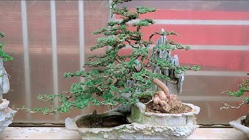 Đồng giá 1,2 triệu cây cần thăng dáng đổ cực đẹp cho anh em chơi (LH 0399903128)