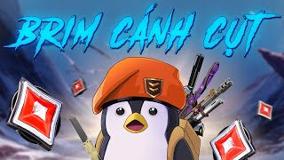 🔥 Brim Cánh Cụt Live | đầu tuần cực kỳ hard