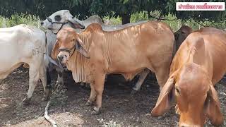 Ep.1376 วัวบรามัน อาจารย์อรุณ จ.ลพบุรี #วัว #วัวบราห์มัน #วัวลูกผสม