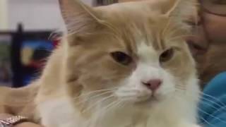 Приколы !!! Американские кошки Приколы !!! Американские кошки