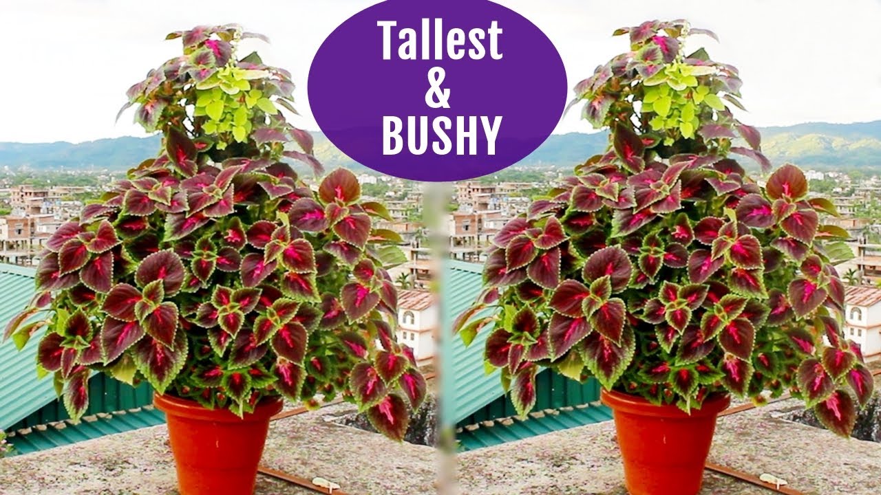 TALLEST BUSHY Coleus Plant You Would Ever See YouTube TALLEST BUSHY Coleus Plant You Would Ever See YouTube