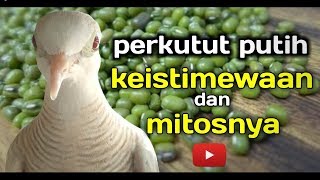 Perkutut Putih Ke ististimewaan Dan Mitosnya. ⁉️