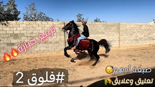 #فلوق (2) ركوب الخيل تربيع حرارةصبغة حصان أدهم