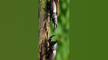 Who Wins the Ultimate Duel? Stag Beetle