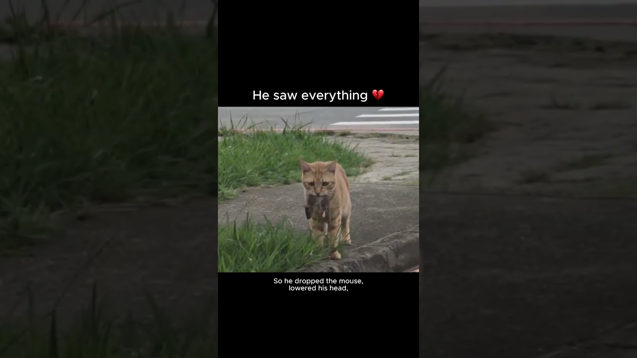 He saw everything 💔