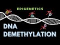 DNA demethylation - Introduction | Epigenetics