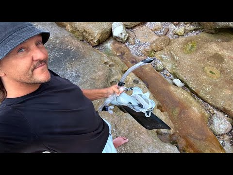 Sydney blue groper