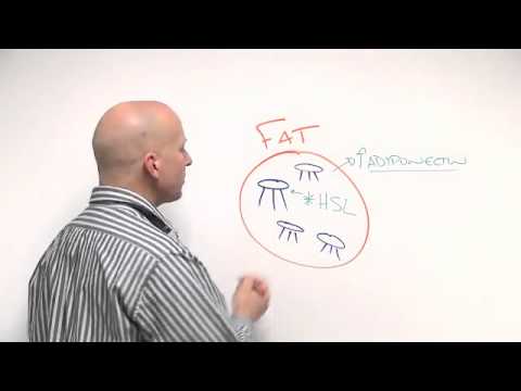 How To Reduce Your Fat Levels