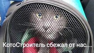 КотоСтроитель сбежал! Наш сад- огород.