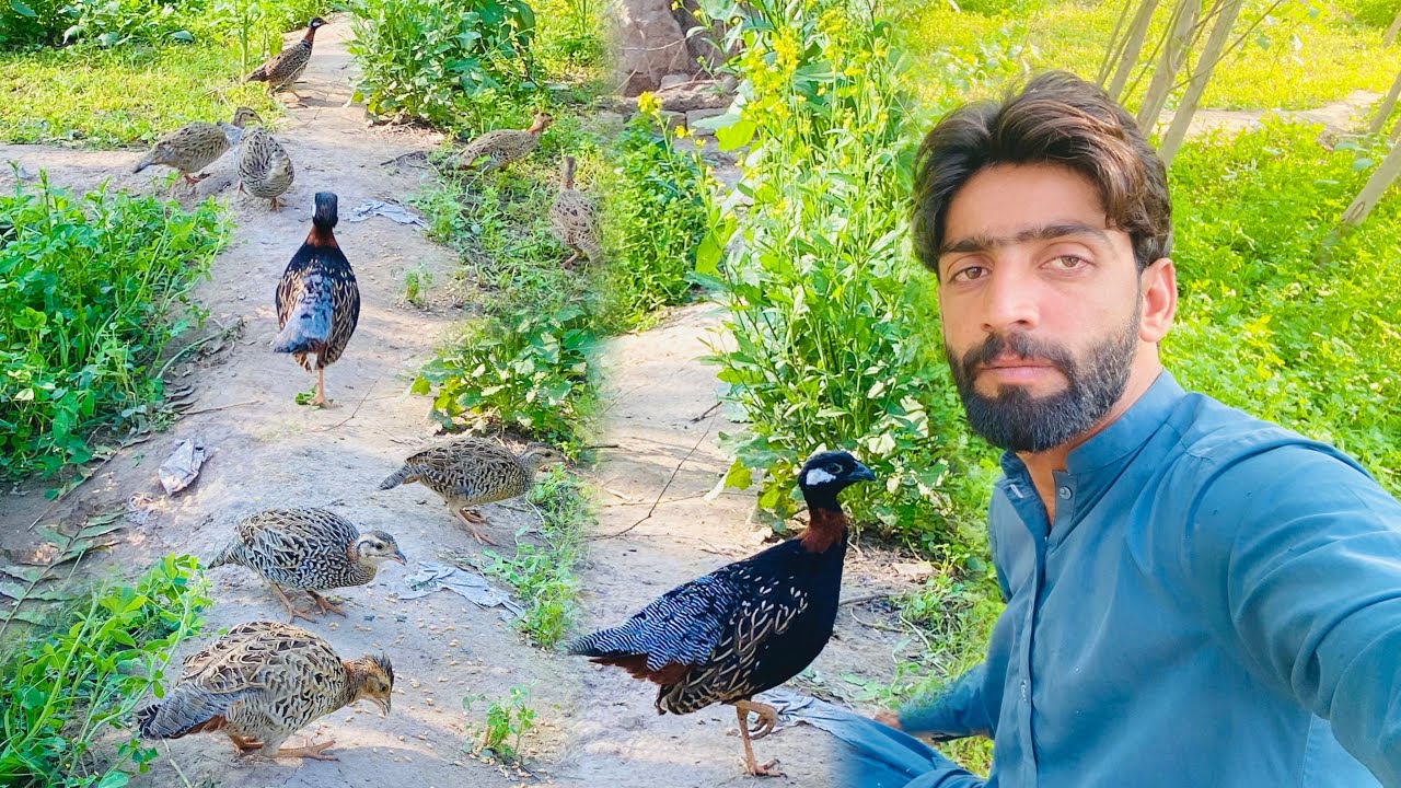 Janoon Teetar Ko From Main Khula Chor Diya