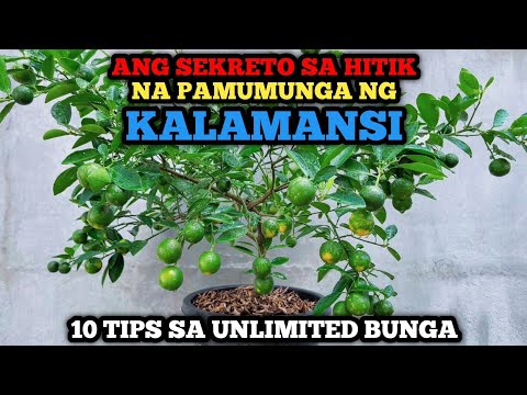 Video: Avocado Repotting Guide – Kailan at Paano Mag-repot ng Avocado