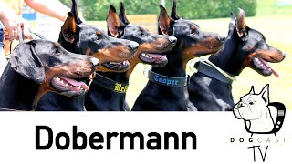 The Dobermann dog breed  DogCast TV S01E04