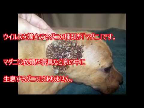 閲覧注意 犬の口に寄生したテントウムシがヤバい 犬に寄生する寄生虫を紹介 耳の裏に大量の寄生虫が Hd Mp4 Youtube