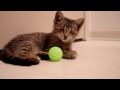 Blind kitten plays with toys for the first time