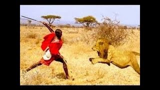 강력한 마사이족 vs 사자 청난전투! Lion vs Masai