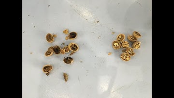 x ray sorting empty shrinking walnuts