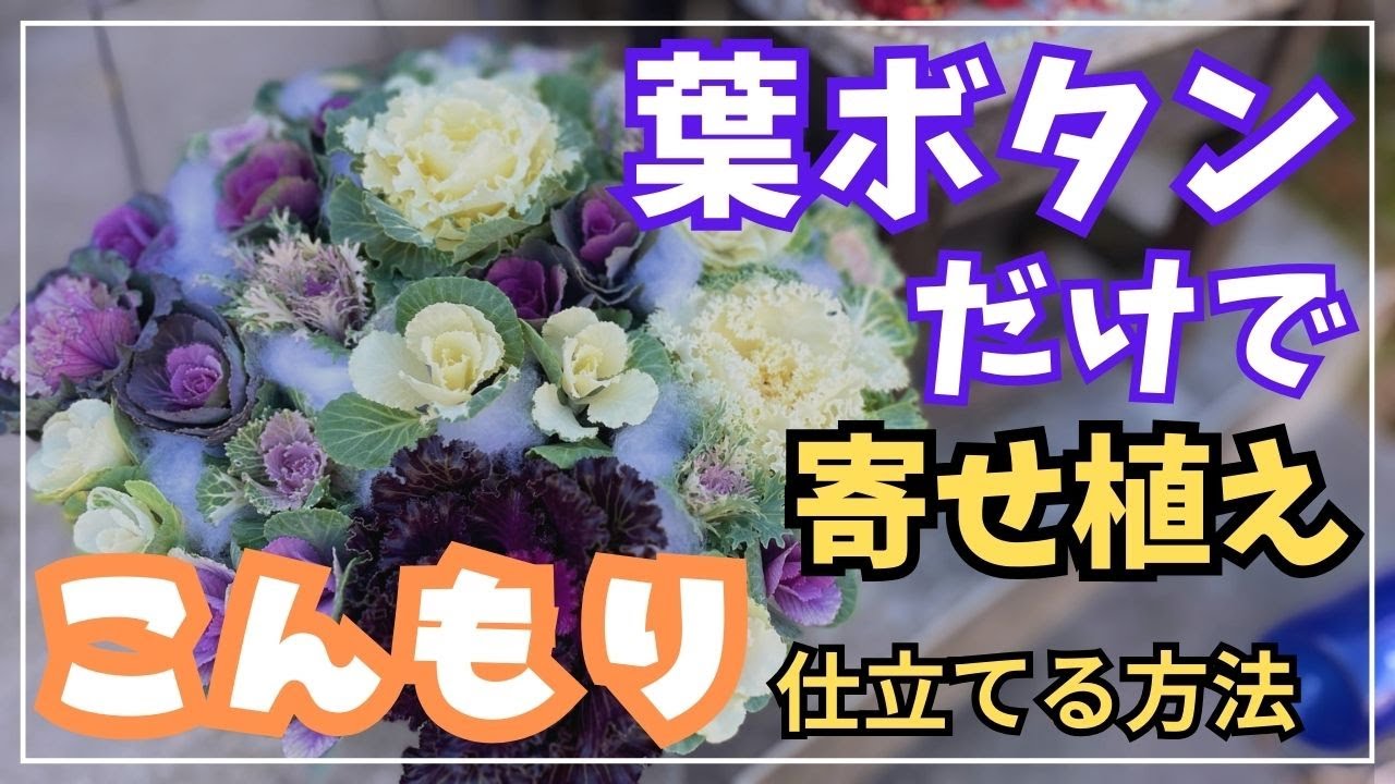 【冬の寄せ植え】葉ボタンだけを使用し小山のようにこんもりと。意外な方法で高さを出しました。 #flowers #gardening #ガーデニング #japaneseflowers