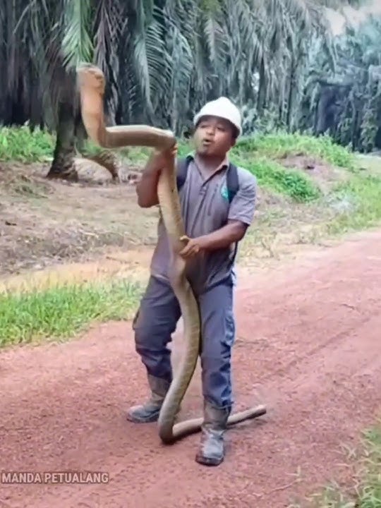 M3n4nt4ng m4ut VS KING COBRA Kalimantan #ular #kingcobra #kingcobra