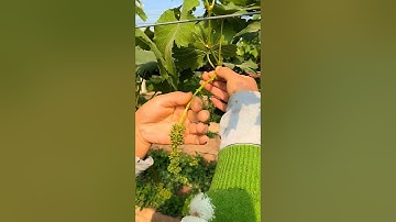 How prune grape🍇tree #farming#pruning#agriculture#satisfying #grape