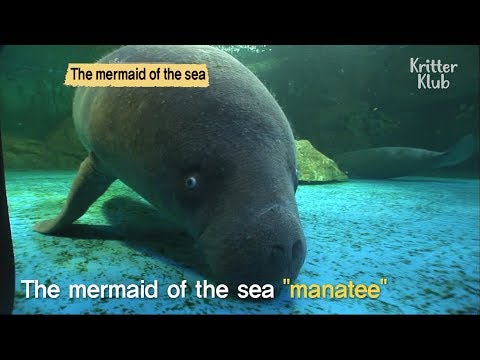 Video: Manatee je dobromyslná mořská kráva