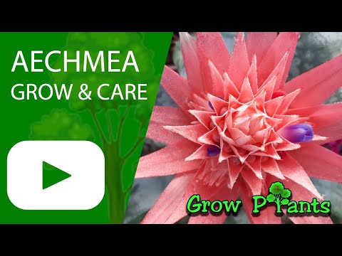 Aechmea - grow & care (Amazing houseplant)