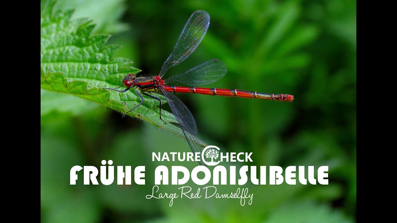 teichalm wetter Frühe Adonislibelle - Large Red Damselfly