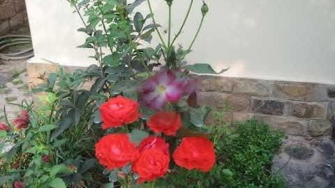 TiếngViệtKhối4-Bài TLV:Luyện Tập Xây Dựng Mở Bài Trong Bài Văn Miêu Tả Cây Cối -GV:Võ Thị Như Nguyệt