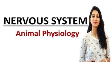 Nervous system I Central & Peripheral Nervous system I SNS ANS ENS I AFFERENT EFFERENT Nerves