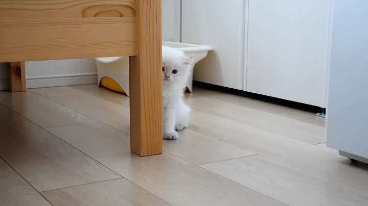 Video 11021031: munchkin british shorthair kittens, tiny british shorthair kitten, kittens cute mother cat, cats cute kittens playing, kitten gently, kitten enjoying