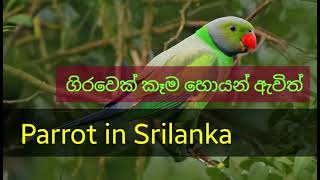 parrot in srilanka,freedom parrot