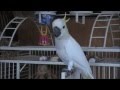 Dancing Parrots-Mackie, Q.T, Andy