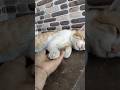 cute#cat #catvideos #funny #angrytiger #cute #funnycat #funnycat #funnyanimal #kitten #funnycute #