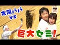 【みんなで合宿番外編1】太陽パパvs巨大セミ番外編!HIMAWARIちゃんねる &times; 太陽チャンネル &times; れのれらTV【#988】