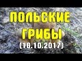 Польский гриб (Boletus badius). Собираем моховик каштановый и маслята в сосновом лесу (16.10.2017)
