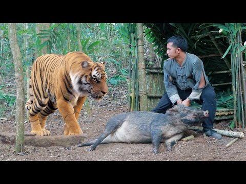 tiger catch big wild boar hunting time in forest