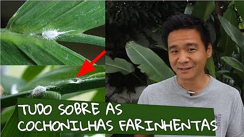 O que causa a cochonilha?