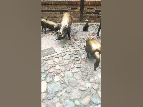 Гэрийн тэжээмэл амьтад харлаа😊 - YouTube