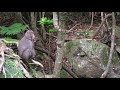 Japanese Security Monkey On Duty!