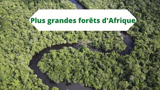 Top 8 des plus grandes forêts d'Afrique