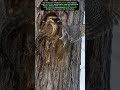 Northern Flicker Risks Everything To Stop Giant Bull Snake 😳🐍