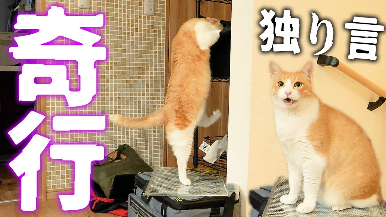 突然ロビンの奇行と独り言が止まらなくなってしまいました。。。