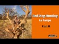 Red stag hunting La Pampa Part 2