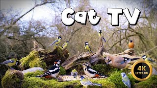 Cat TV for Cats to Watch 🐈 - GATHERING IN FOREST 🐦‍⬛ (4K) by Birdies Buddies 3,452 views 1 month ago 7 hours, 33 minutes